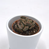 Titanopsis fulleri - 5.5cm