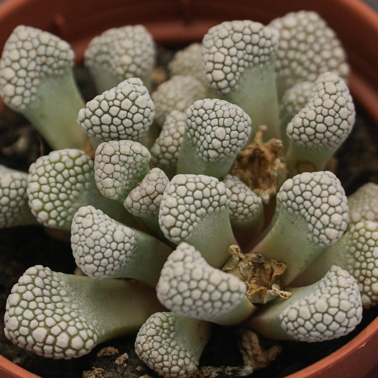 Titanopsis schwantesii - 5.5cm