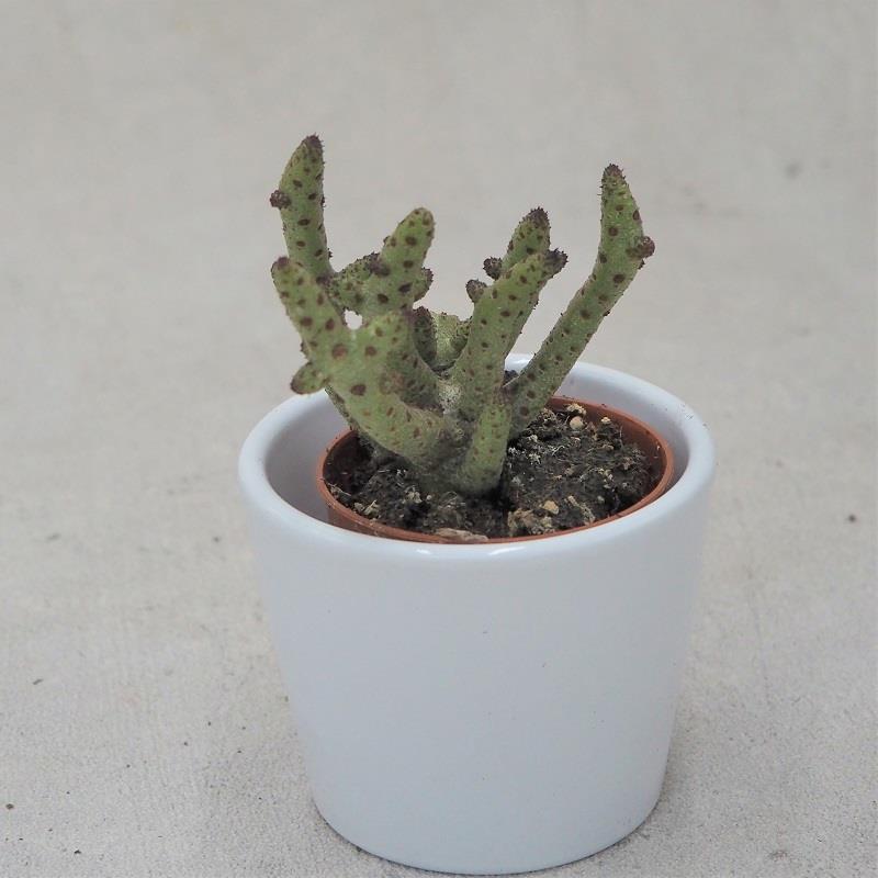 Tylecodon buchholzianus - 5.5cm