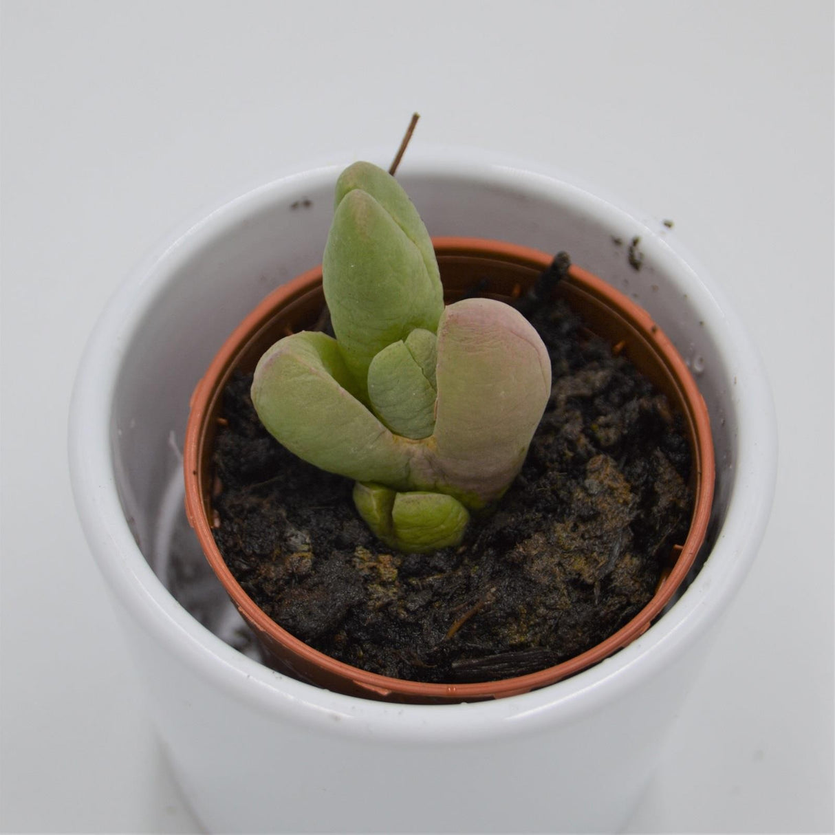Glottiphyllum van heerda - 5.5cm