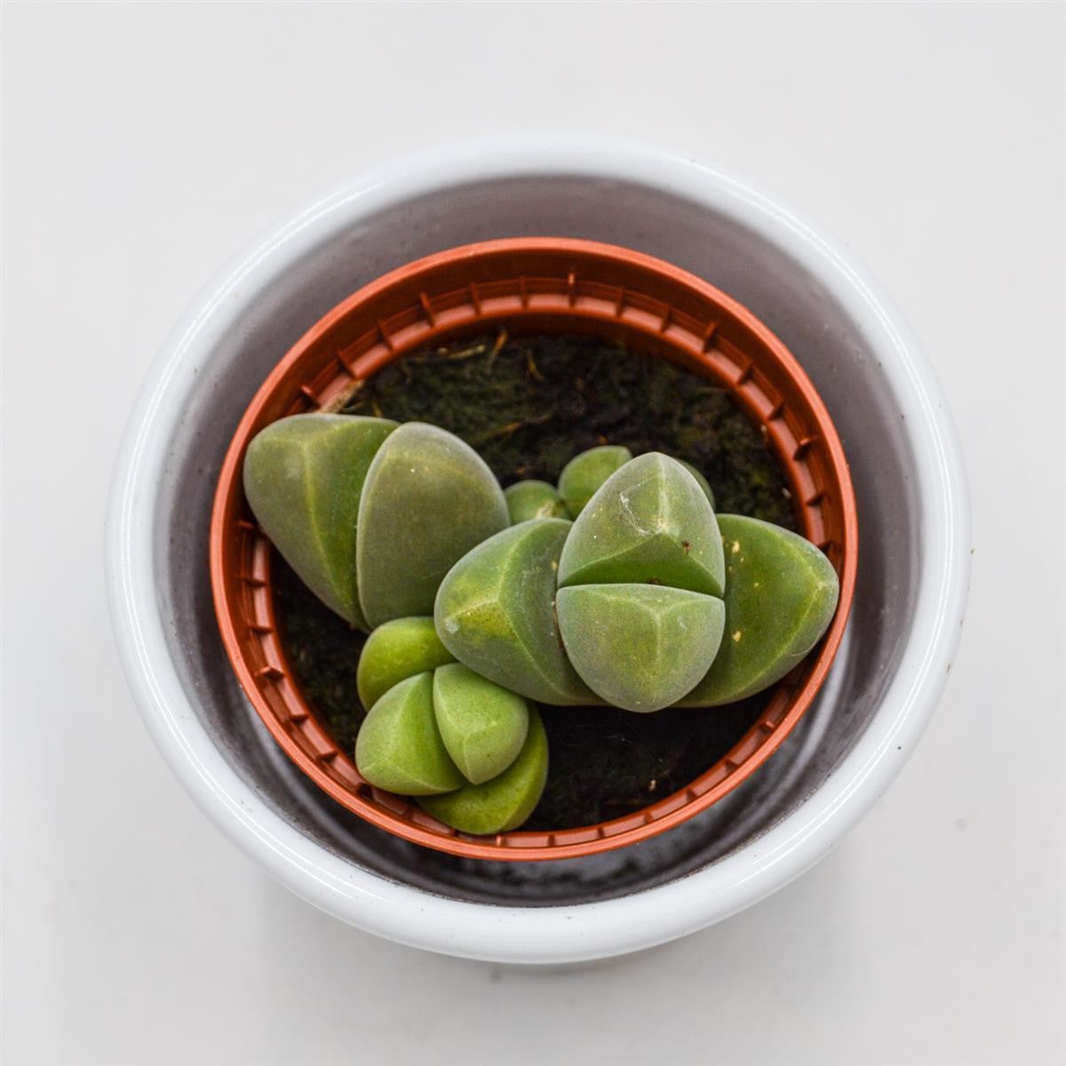 Vanheerdea divergens - 5.5cm