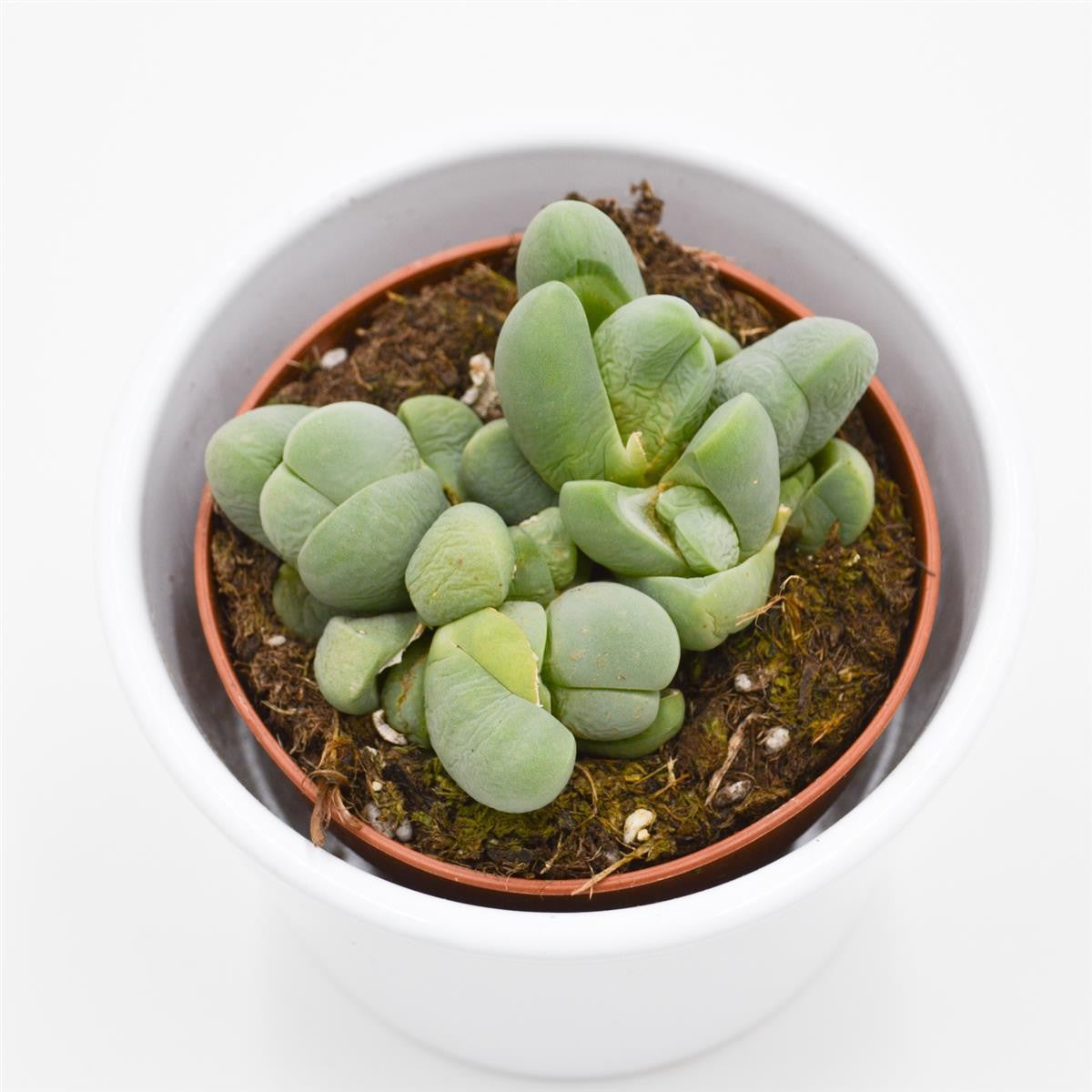 Vanheerdea divergens - 8.5cm
