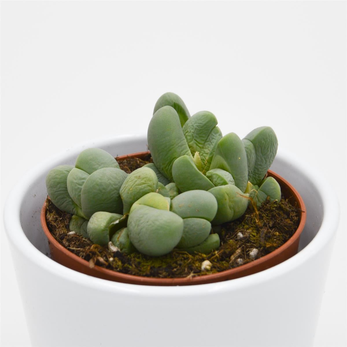 Vanheerdea divergens - 8.5cm