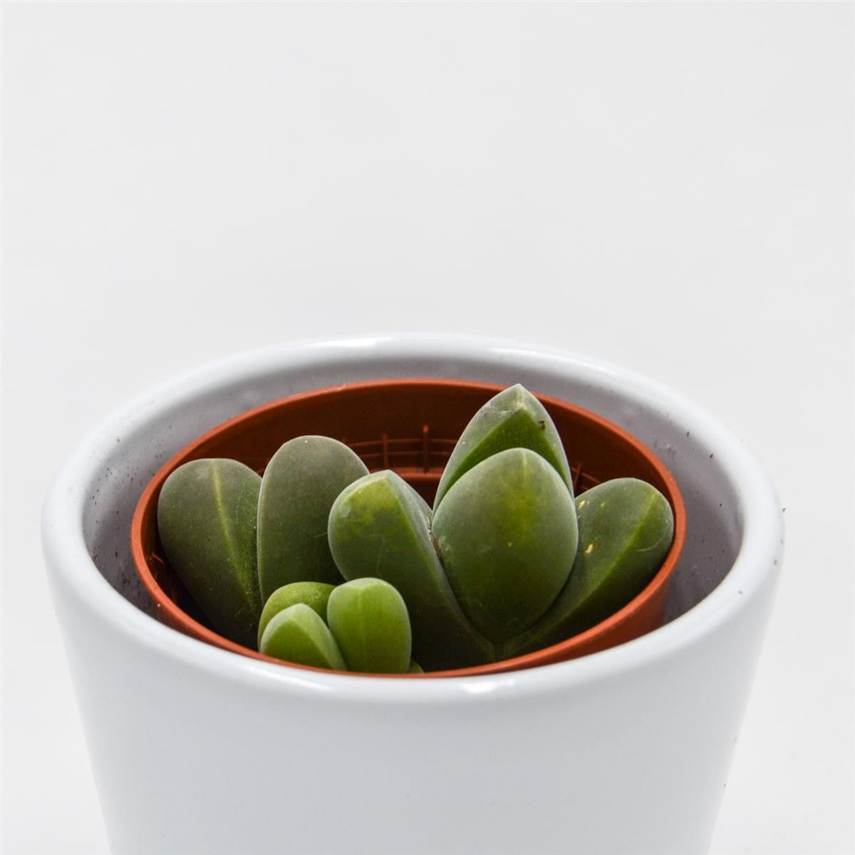 Vanheerdea divergens - 5.5cm