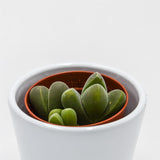Vanheerdea divergens - 5.5cm