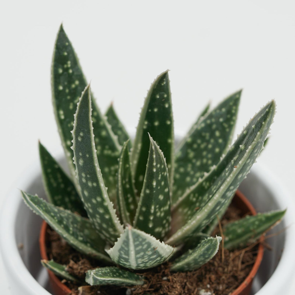 x Gasteraloe Doreen - 5,5cm