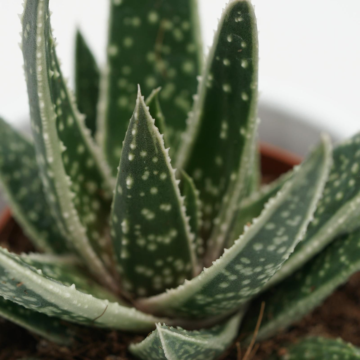 x Gasteraloe Doreen - 5.5cm
