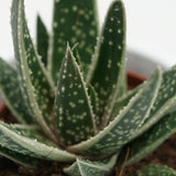 x Gasteraloe Doreen - 5.5cm
