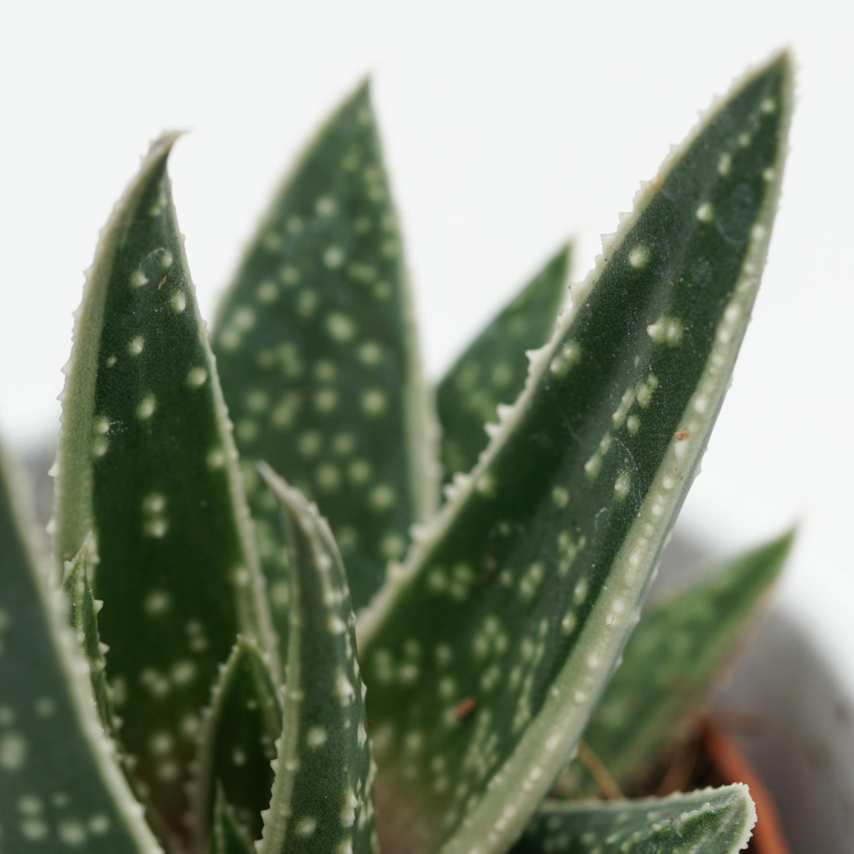 x Gasteraloe Doreen - 5.5cm