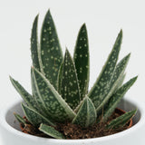 x Gasteraloe Doreen - 5.5cm
