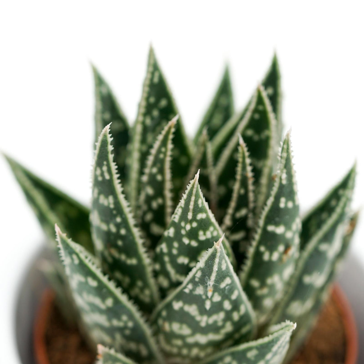 x Gasteraloe Interstellar - 5.5cm