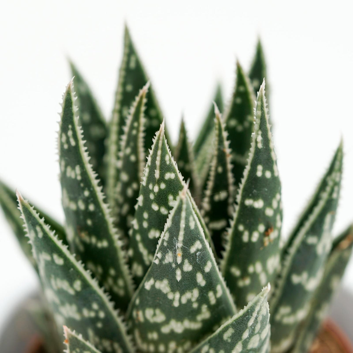 x Gasteraloe Interstellar - 5.5cm