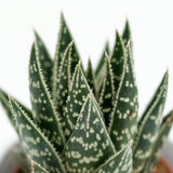 x Gasteraloe Interstellar - 5.5cm