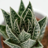 x Gasteraloe Interstellar - 5.5cm