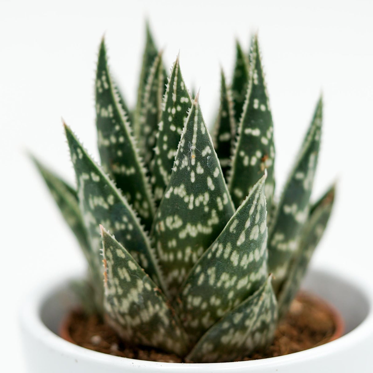 x Gasteraloe Interstellar - 5.5cm
