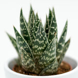 x Gasteraloe Interstellar - 5.5cm