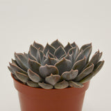 x Graptoveria Fontaine - 8.5cm