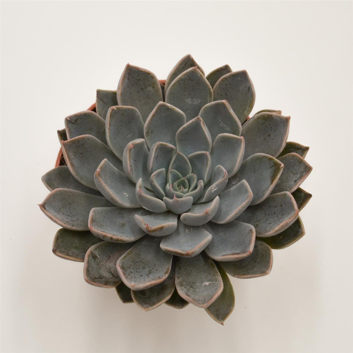x Graptoveria Fontaine - 8.5cm
