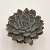 x Graptoveria Fontaine - 8,5cm