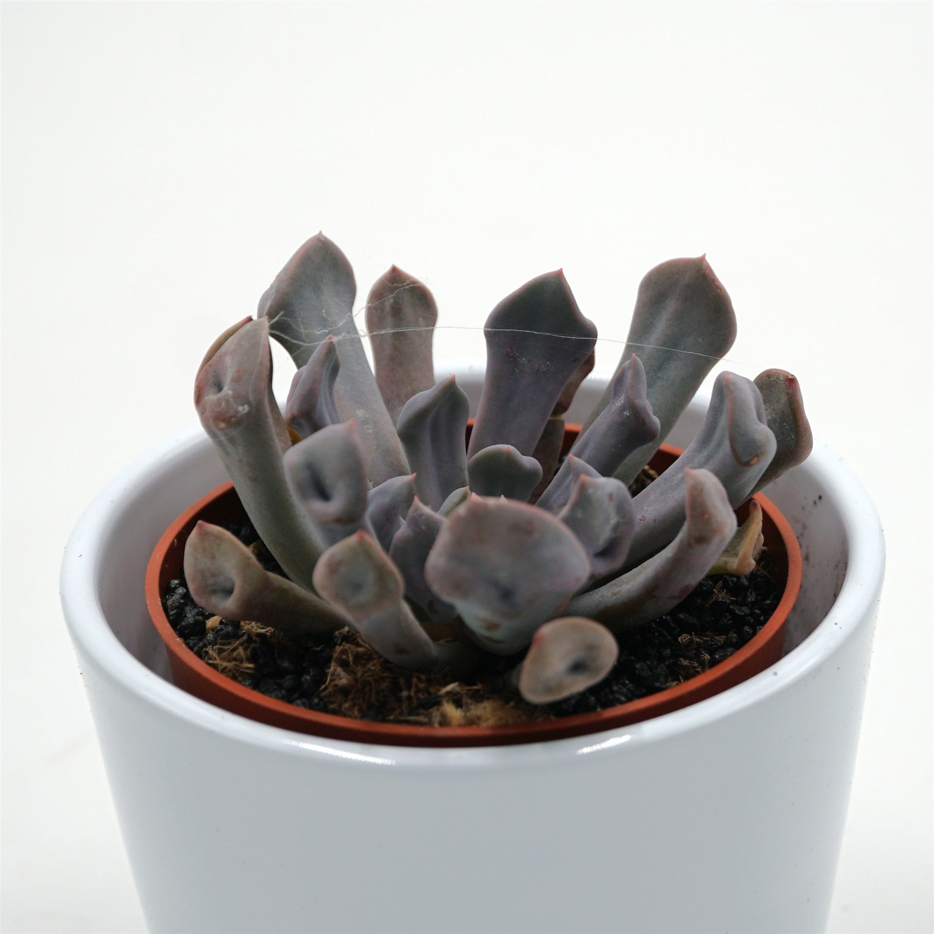 topsy debbie succulent x Graptoveria Topsy Debbie Ø8,5cm
