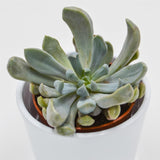 x Graptoveria Lilac Spoons / Cupid / Topsy Debbie - 8.5cm