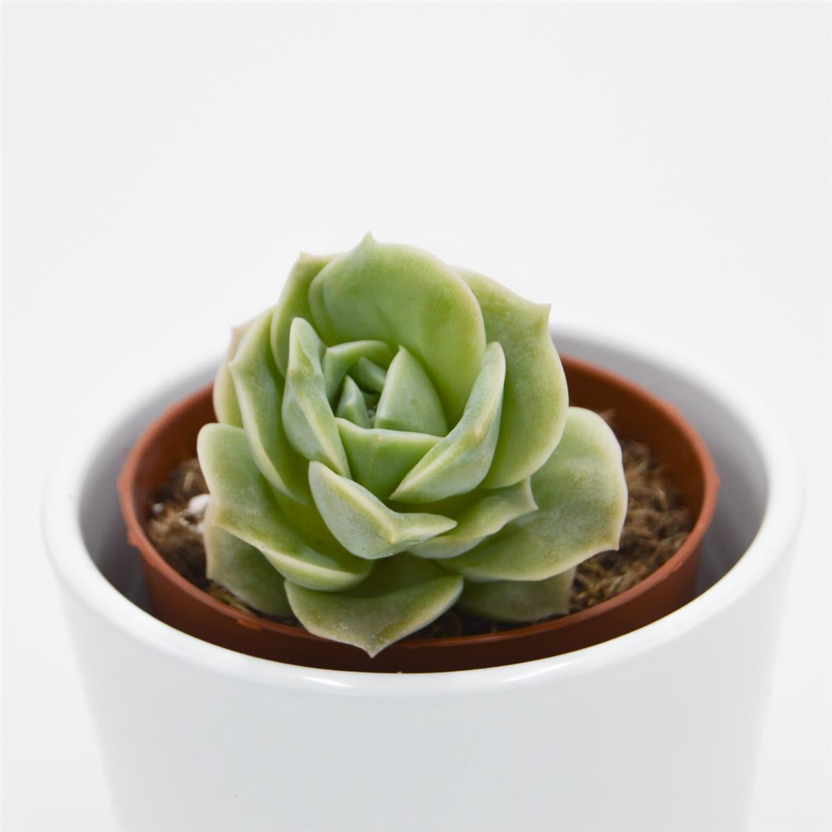 x Graptoveria Lovely Rose - 8.5cm