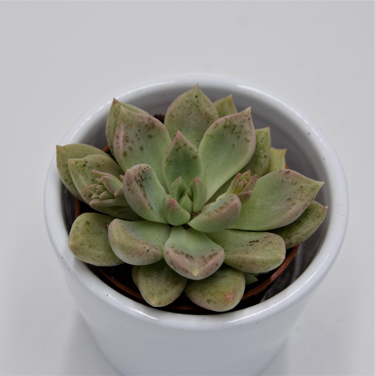 x Graptoveria Melody - 5.5cm