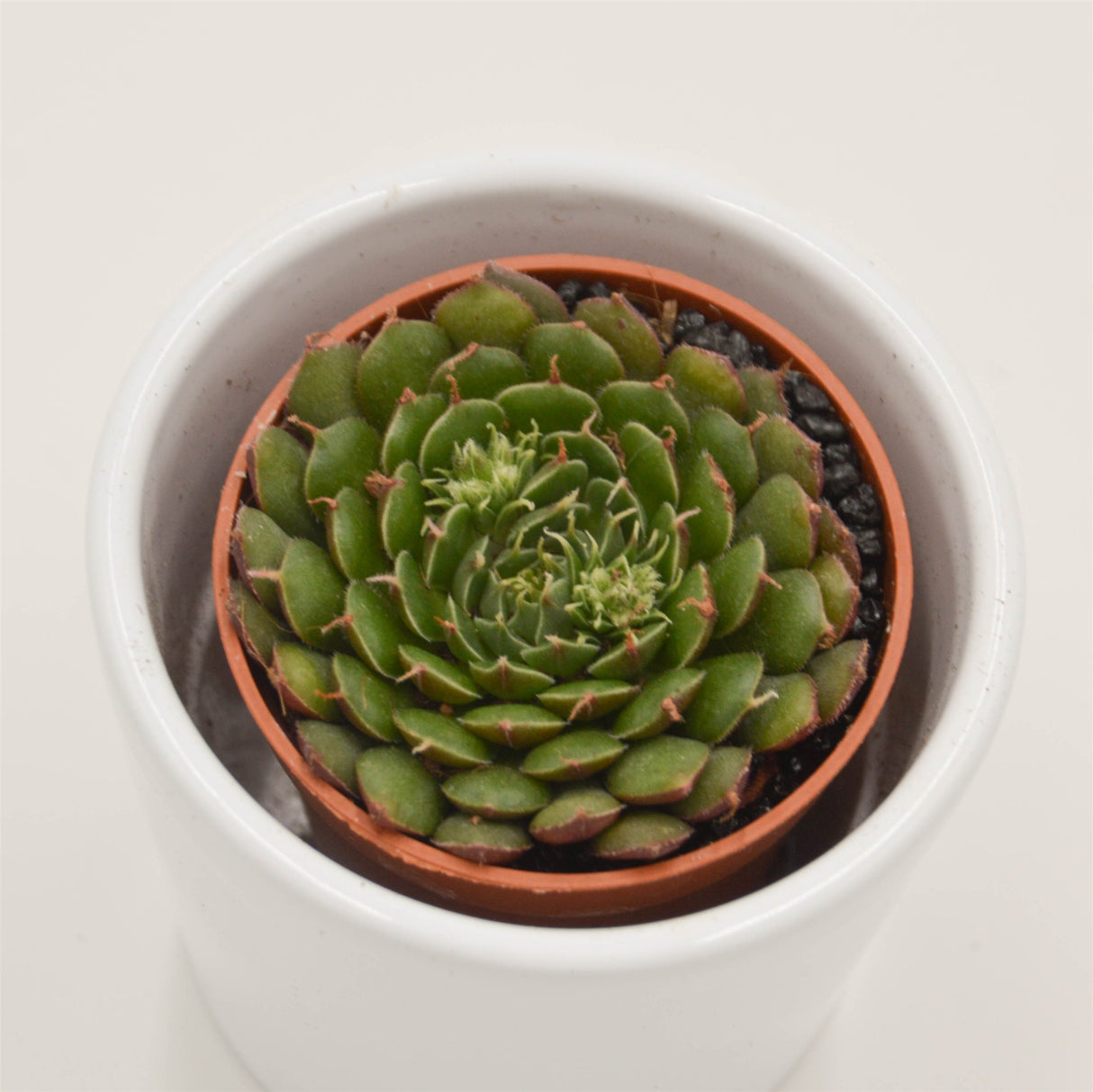 x Graptoveria Olivia - 5.5cm