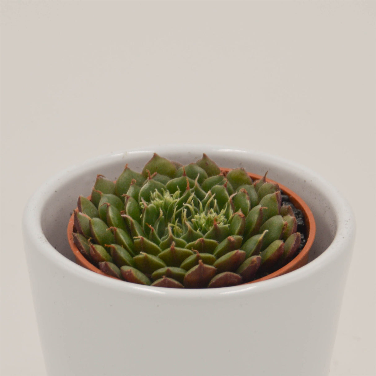 x Graptoveria Olivia - 5.5cm