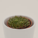 x Graptoveria Olivia - 5.5cm
