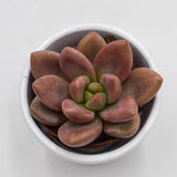 x Graptoveria Pink Donna - 5.5cm