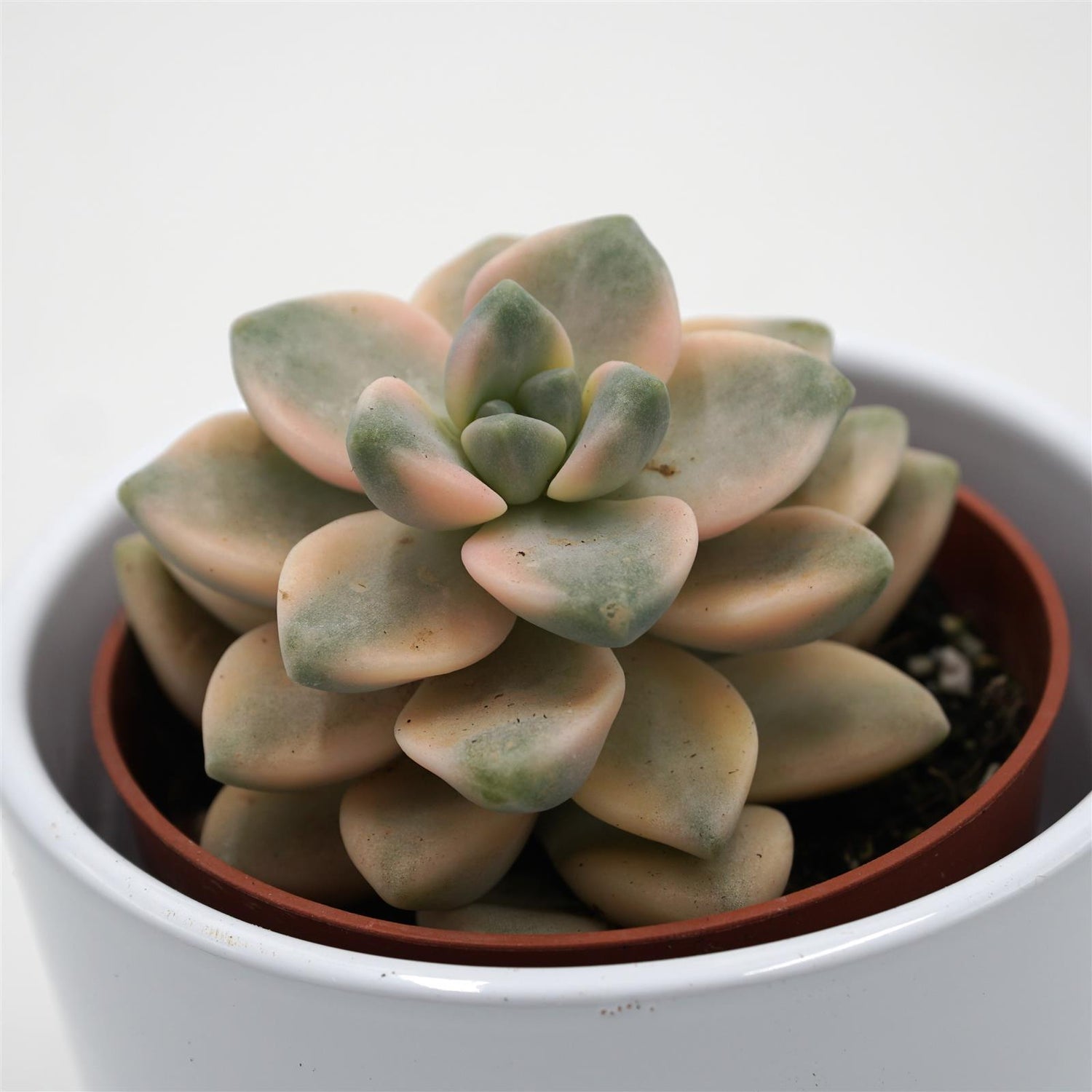titubans succulent Graptoveria titubans f. variegata