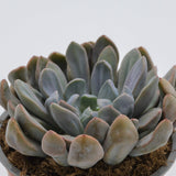 x Graptoveria Topsy Debbie - 13cm