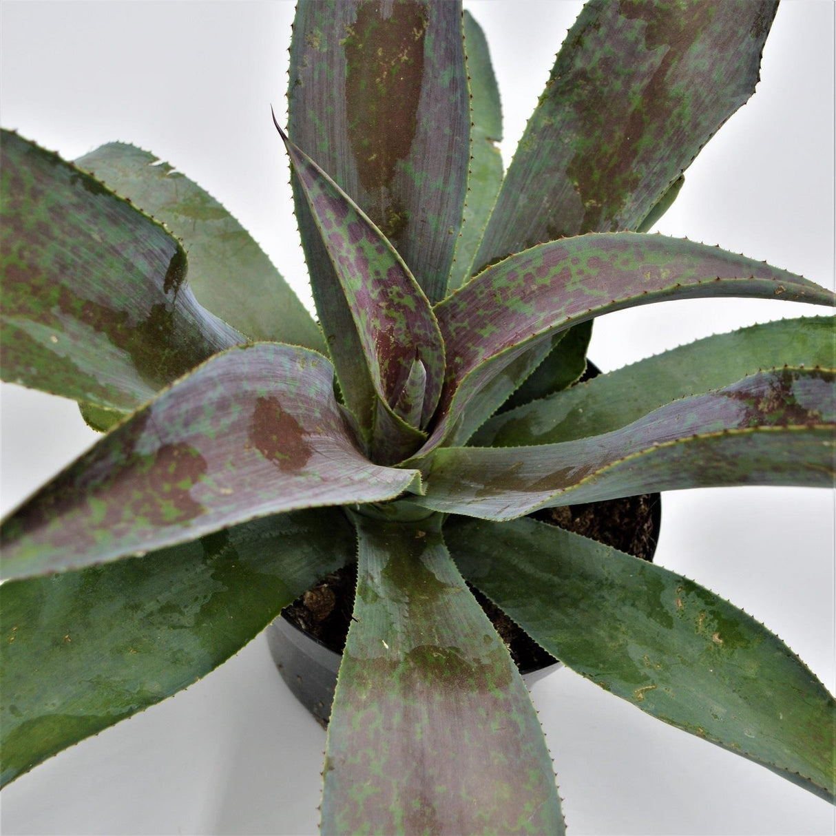 x Mangave Mission to Mars - 13cm