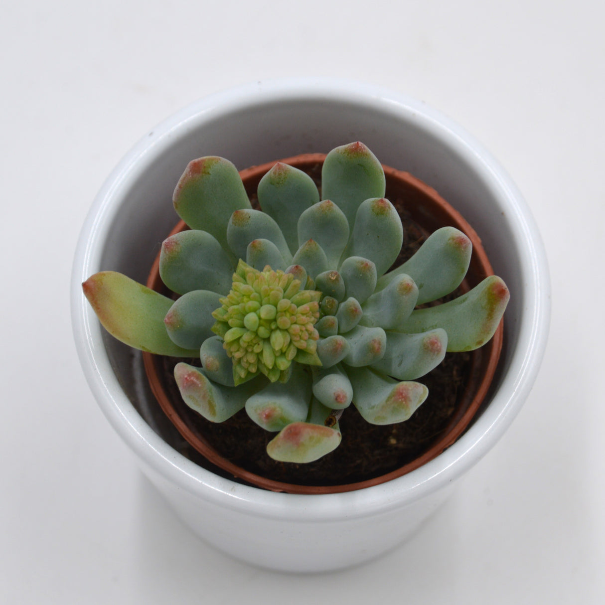 x Sedeveria Blue Elf - 5.5cm