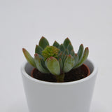 x Sedeveria Blue Elf - 5.5cm