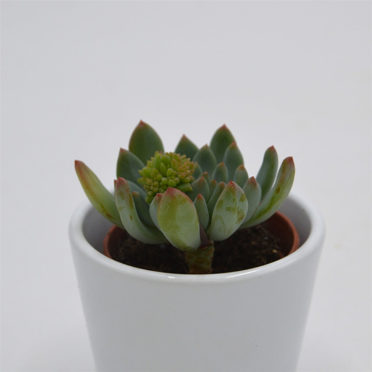 x Sedeveria Blue Elf - 5.5cm