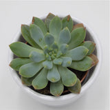 x Sedeveria Blue Elf - 5,5cm