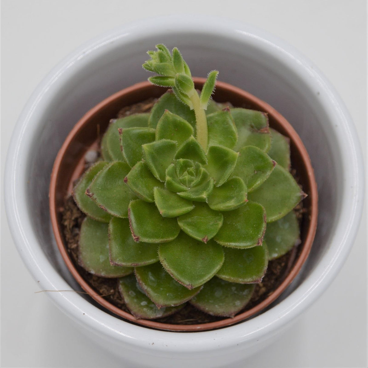 x Sedeveria Letizia - 5.5cm