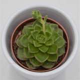 x Sedeveria Letizia - 5,5cm