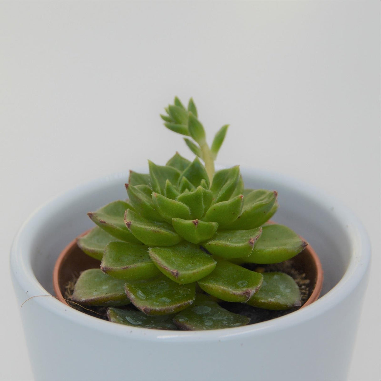 x Sedeveria Letizia - 5.5cm