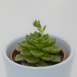 x Sedeveria Letizia - 5,5cm