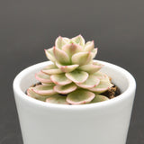 x Sedeveria Rolly f. variegata - 6cm