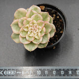 Echeveria Moon Goddess f. variegata