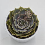Echeveria Zestar - 6cm