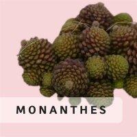 Monanthes