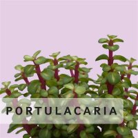 Portulacaria
