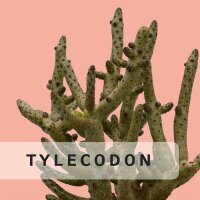 Tylecodon