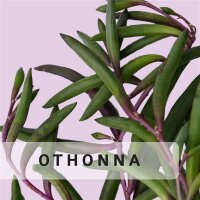 Othonna