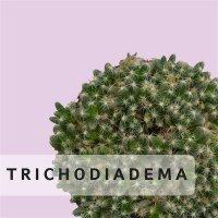 Trichodiadema